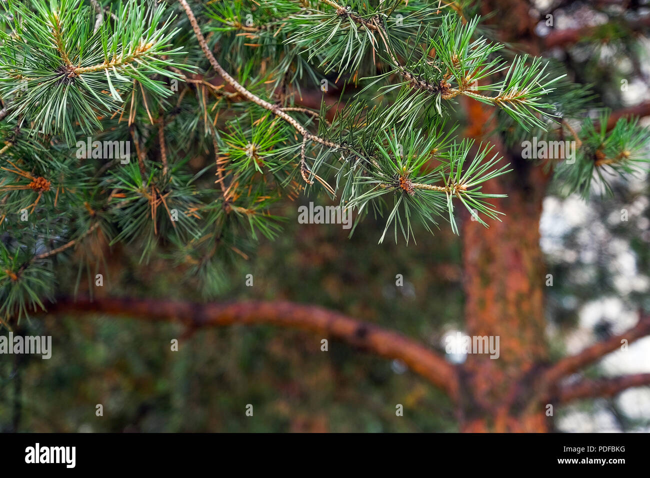 Pino e cono di pino. Rami di pino sfondo sfocato. Bokeh di fondo Foto Stock
