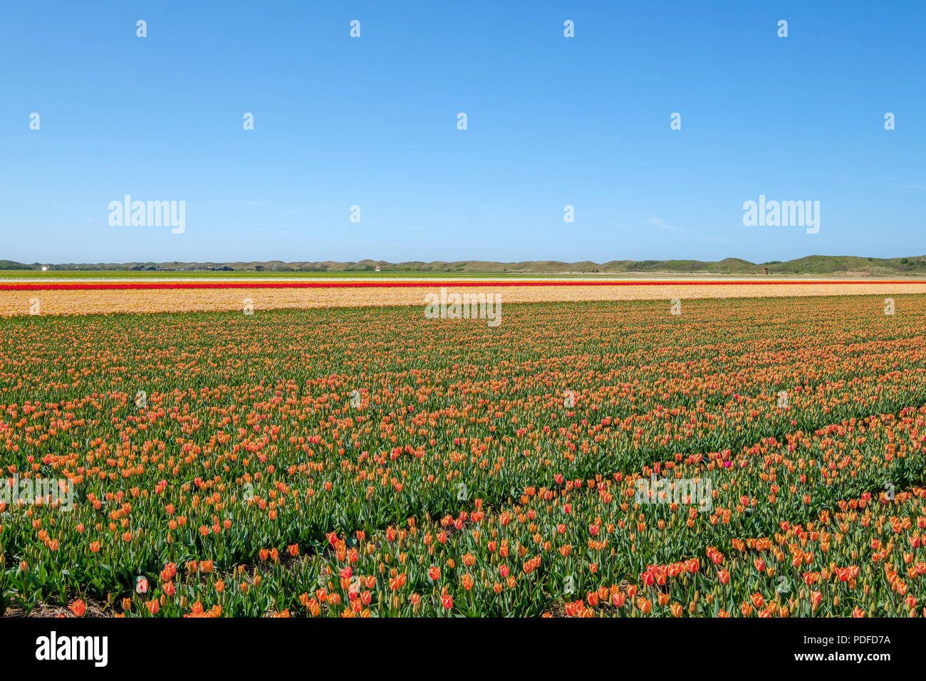 Coloratissimi campi di tulipani appena dietro le dune sull isola di Texel, Paesi Bassi. Foto Stock