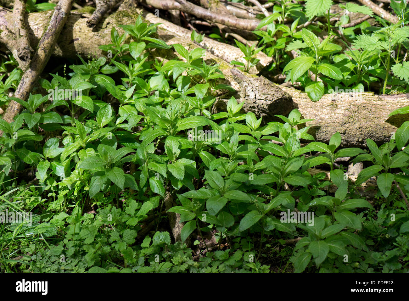Cane al mercurio, Mercurialis perennis, floiage e i primi fiori di primavera nel bosco, Berkshire, Giugno Foto Stock