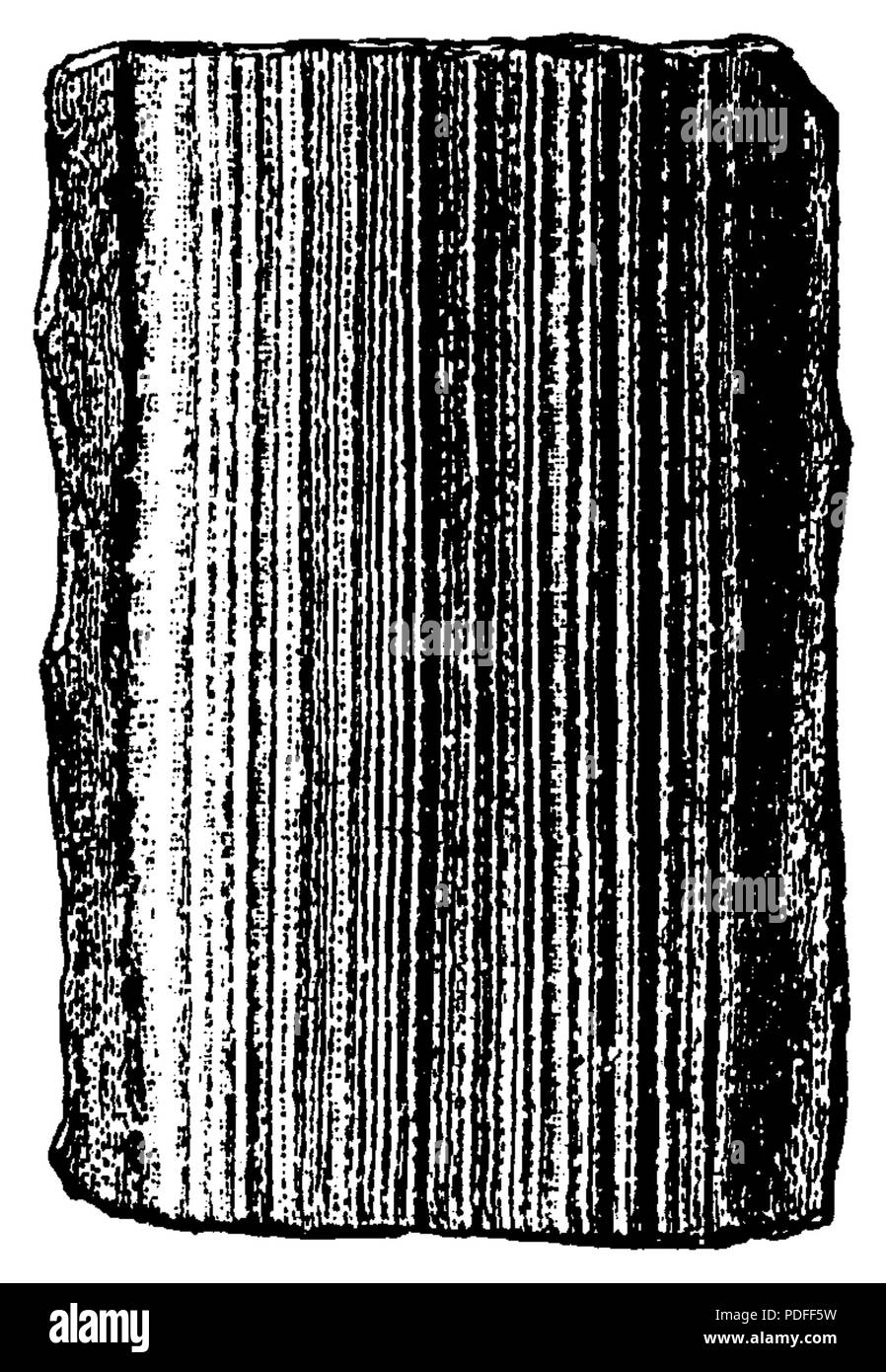 123 Eophyton från Lugnas,Västergötland, Nordisk familjebok Foto Stock