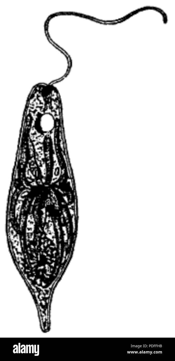 125 Euglena viridis, Nordisk familjebok Foto Stock
