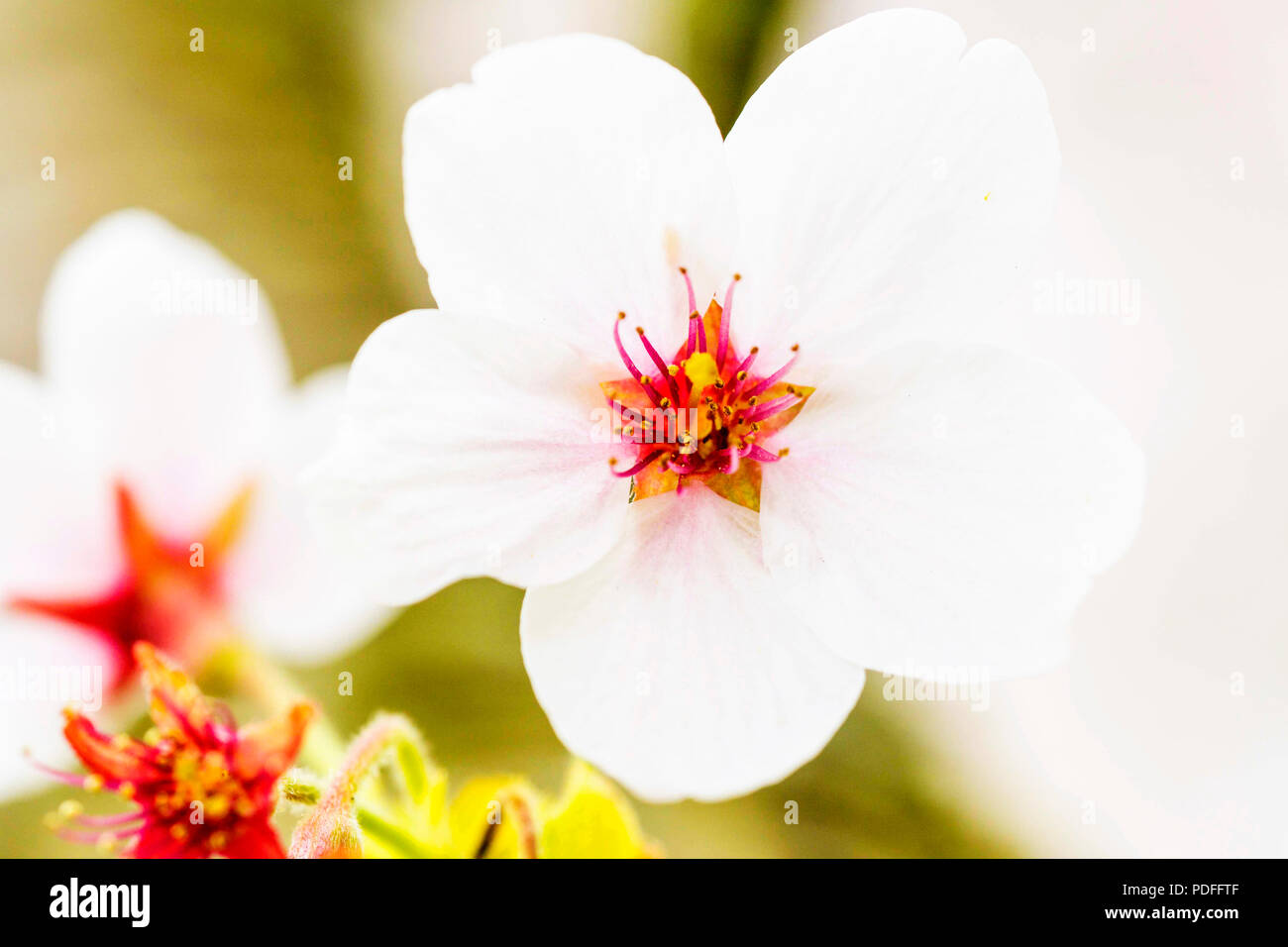 Weisse Kirschbaumblueten Fruehling im Foto Stock