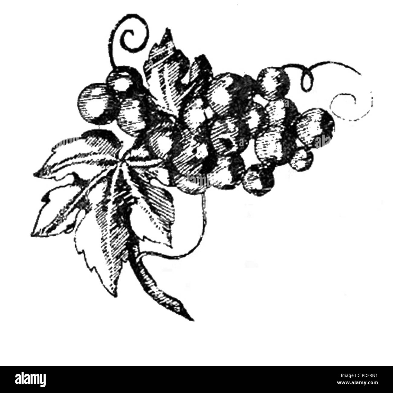 183 Konfitury, kompoty i inne konserwy pagina owocowe0003a Foto Stock