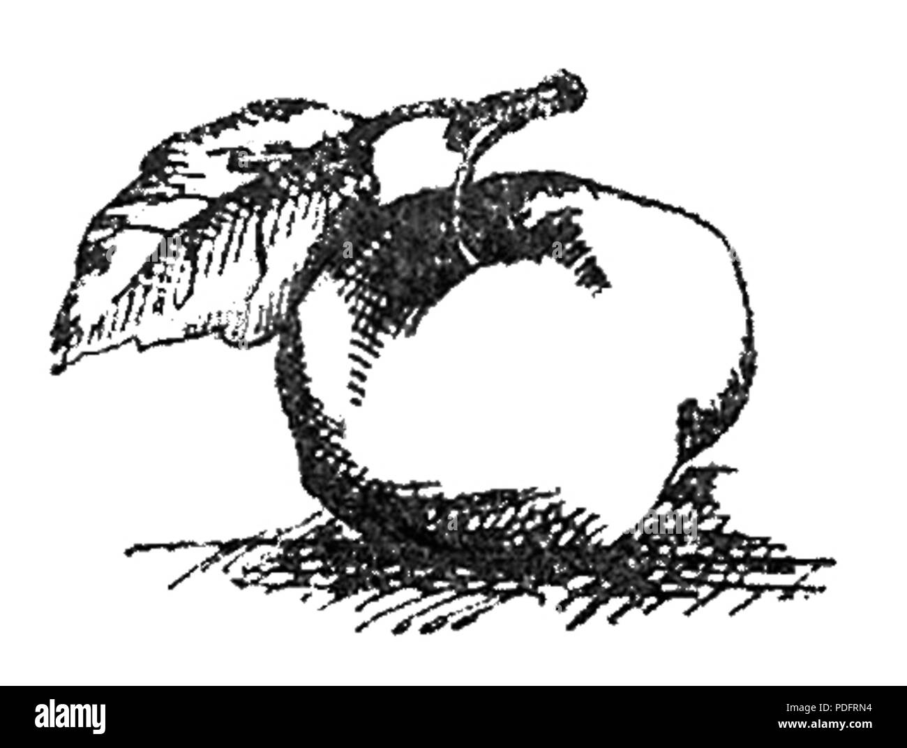 183 Konfitury, kompoty i inne konserwy pagina owocowe0012a Foto Stock