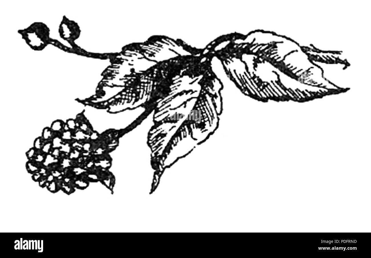 183 Konfitury, kompoty i inne konserwy pagina owocowe0018b Foto Stock