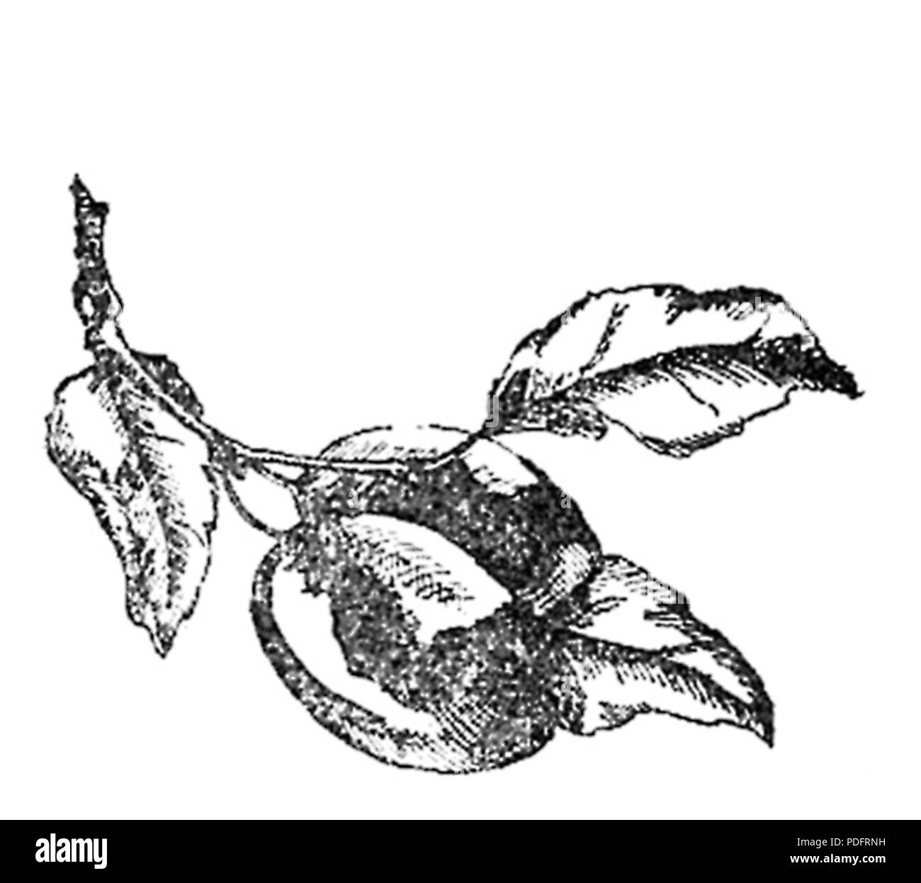 183 Konfitury, kompoty i inne konserwy pagina owocowe0021a Foto Stock