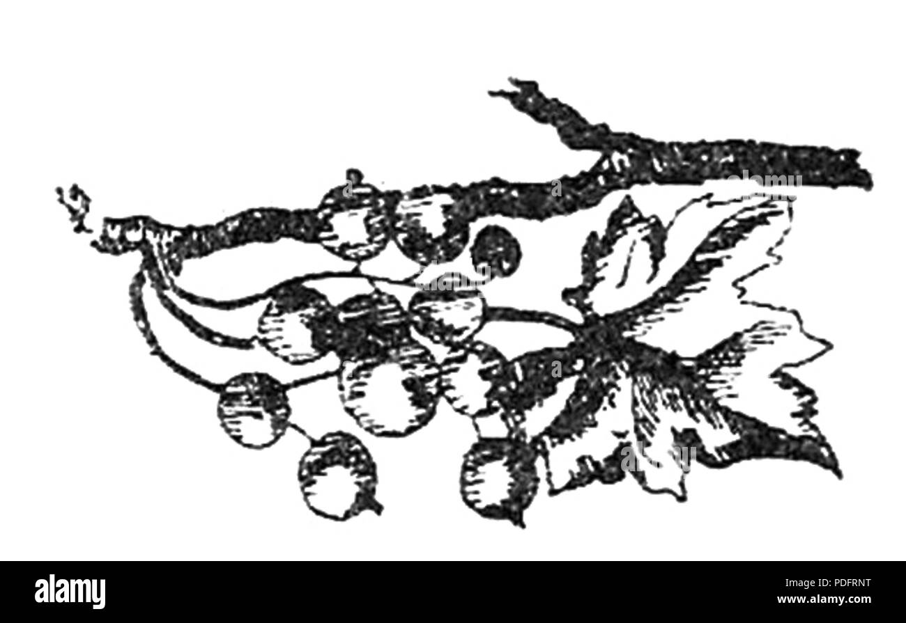 183 Konfitury, kompoty i inne konserwy pagina owocowe0029b Foto Stock