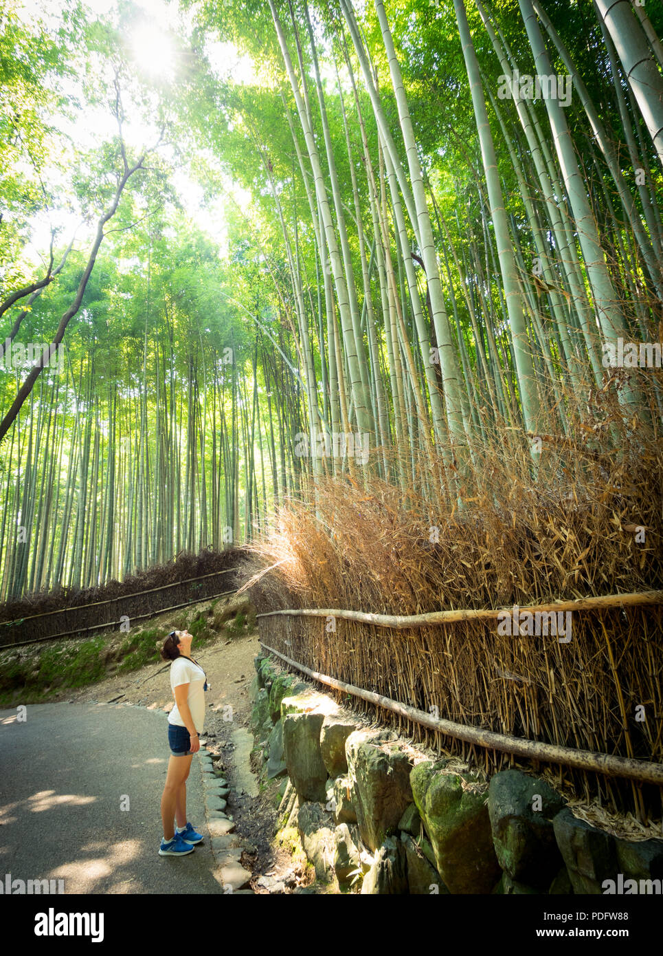 Una bambina guarda fino all'imponente baldacchino della Sagano Foresta di Bamboo (Arashiyama Boschetto di bambù), una popolare attrazione di Arashiyama, Kyoto, Giappone. Foto Stock