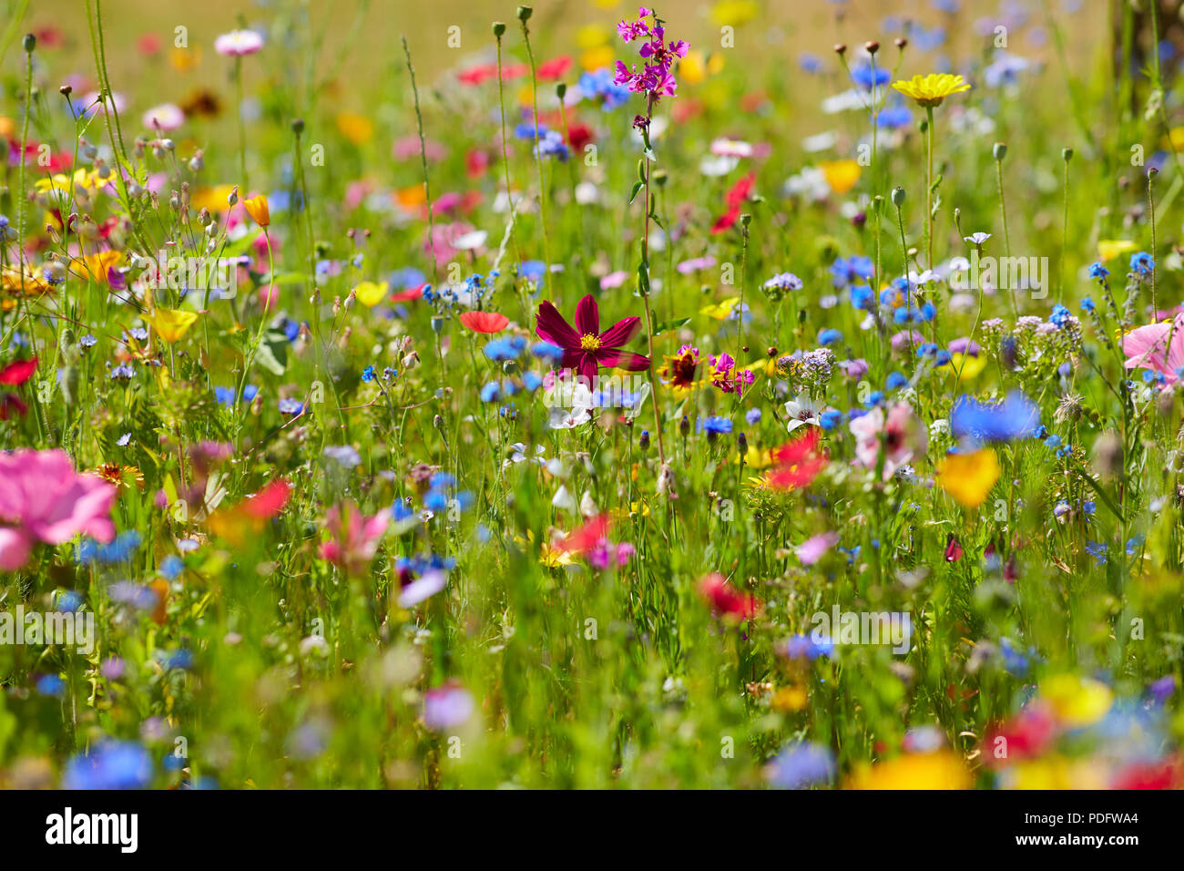 Un campo pieno di tante wild fiori colorati in una giornata di sole Foto Stock