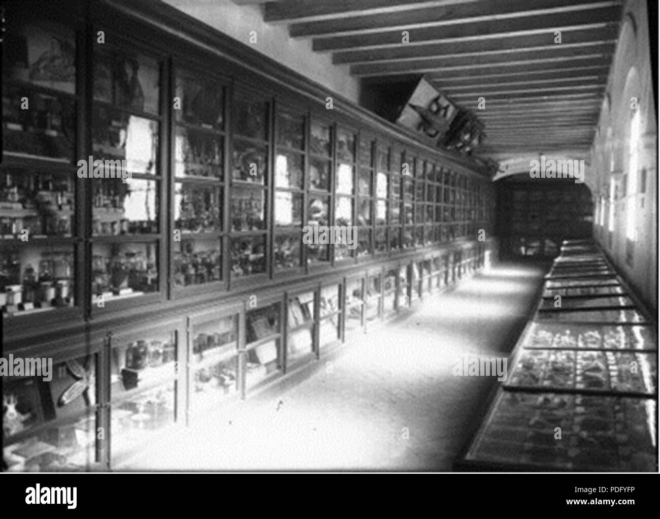 131 Foto 5 Gabinete de Historia Natural Foto Stock