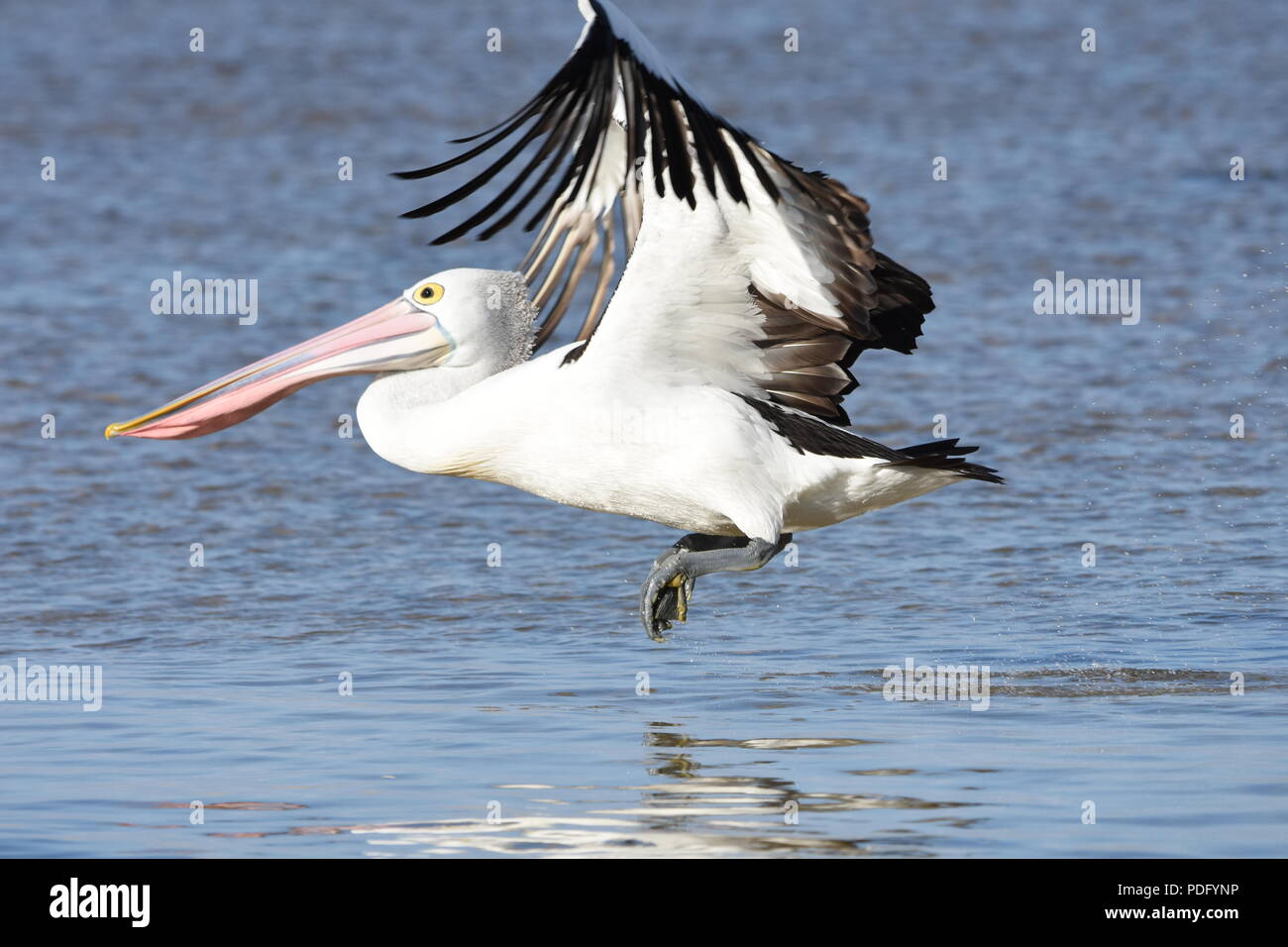 Pellicani,Pellicani sono un genere di grandi uccelli acquatici che compongono la famiglia Pelecanidae. Foto Stock