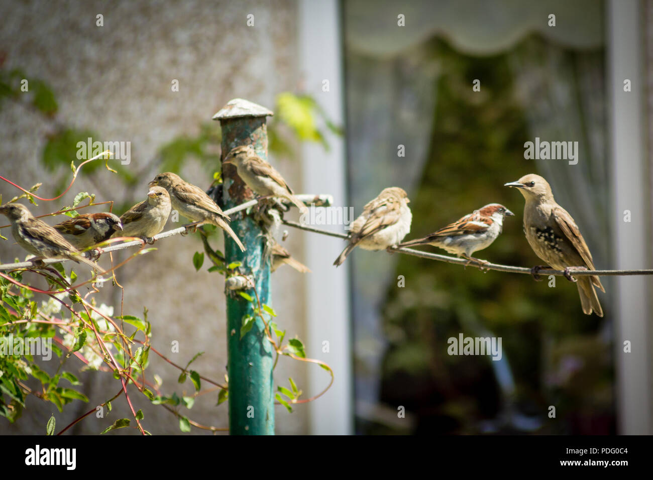 Giardino in comune uccelli, passeri e storni in azione Foto Stock