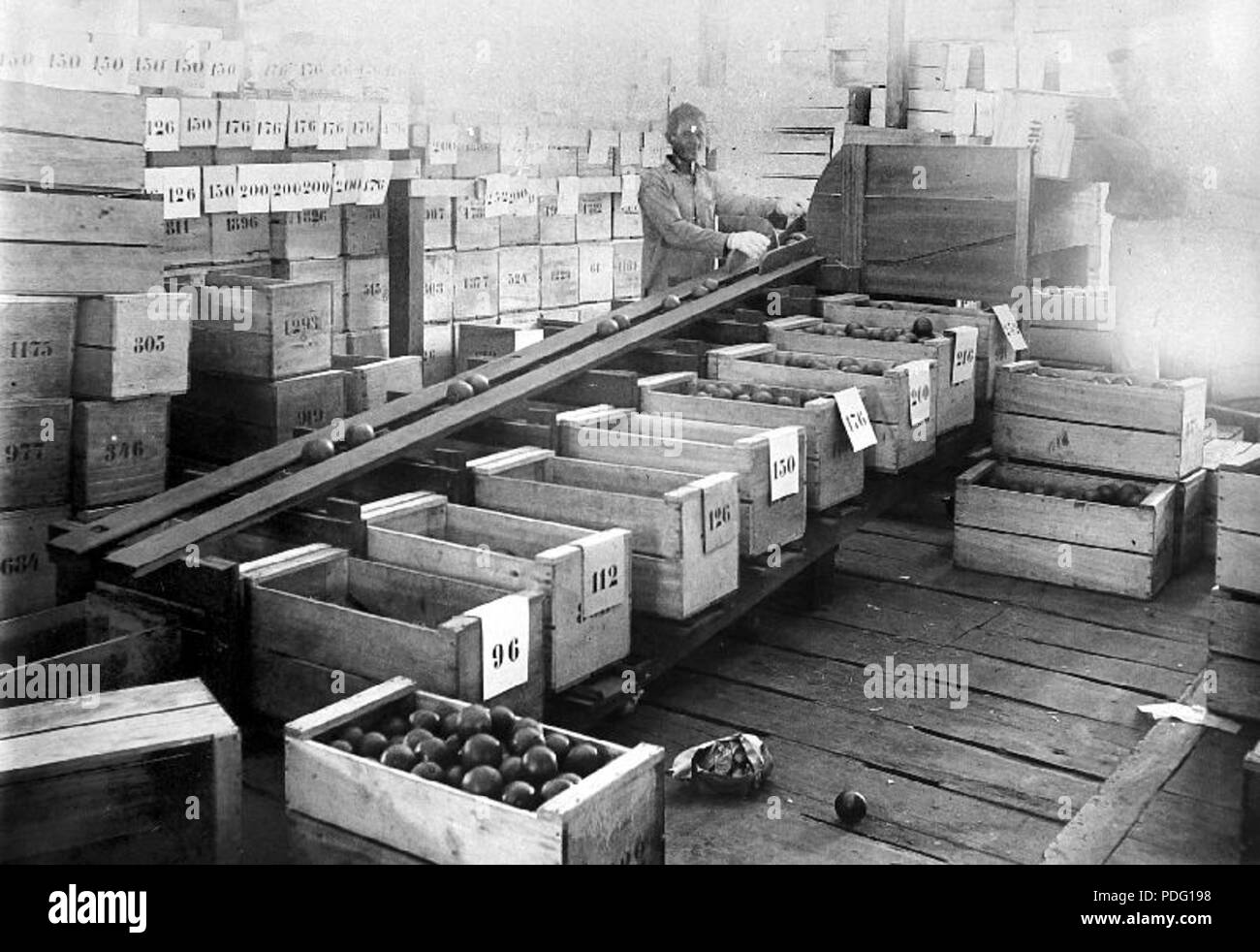 153 Het sorteren van de sinaasappelen door de Camere katholieke missie... - Collectie stichting Nationaal Museum van Wereldculturen - TM-10018931 Foto Stock