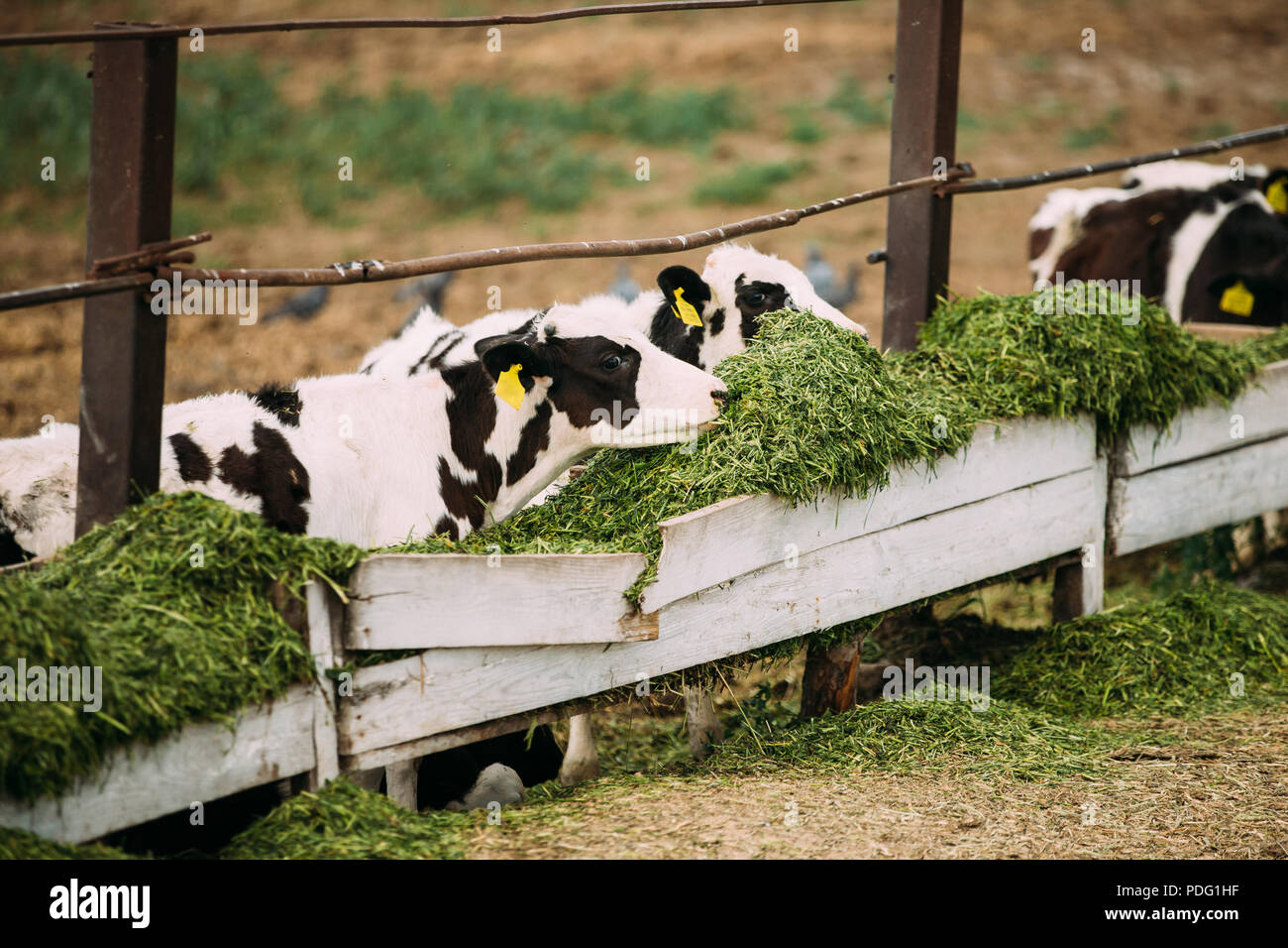 I giovani vitelli mangiare cibo verde sulla fattoria. Foto Stock