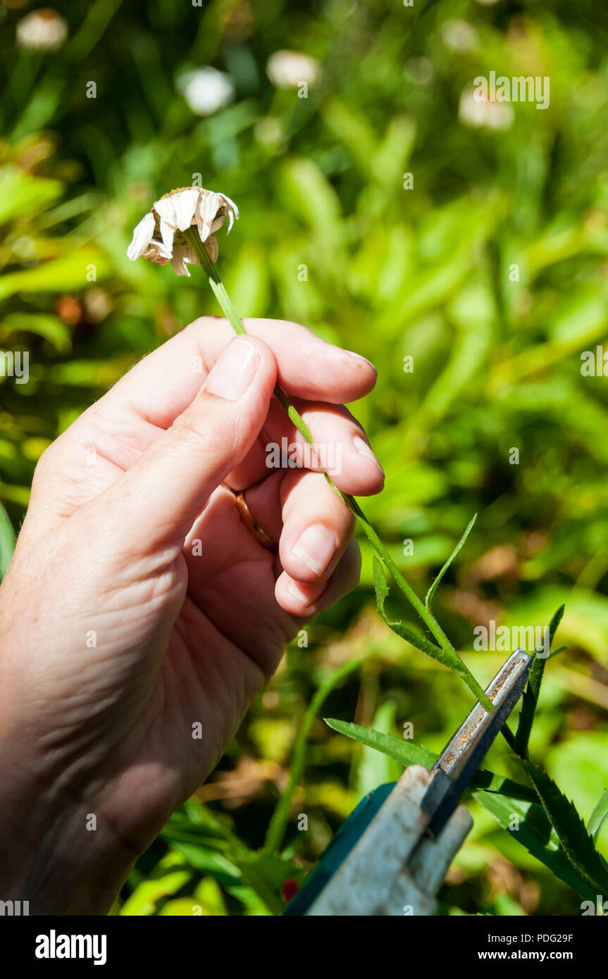 Donna morta voce un Shasta daisy per incoraggiare la pianta a produrre più fiori. Foto Stock