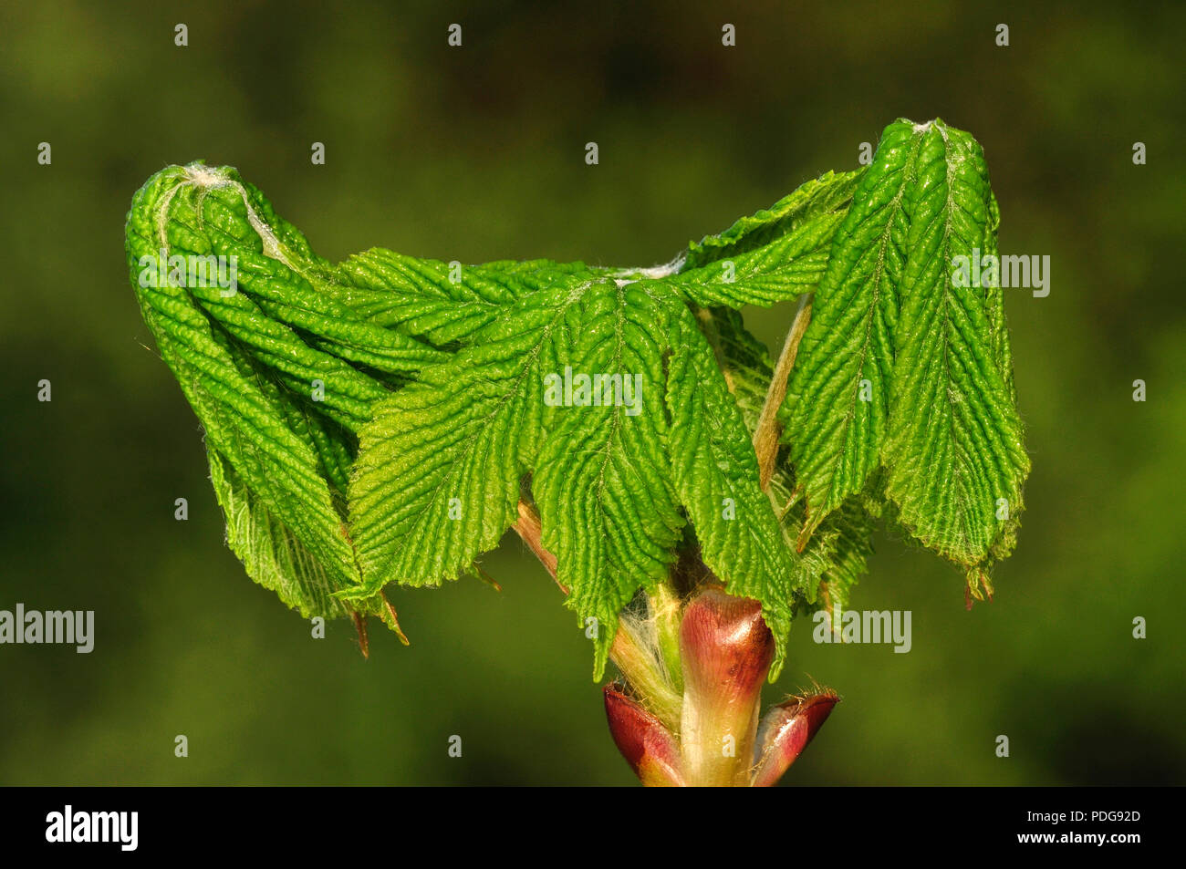 Ippocastano fogliame scoppio da bud in primavera Foto Stock