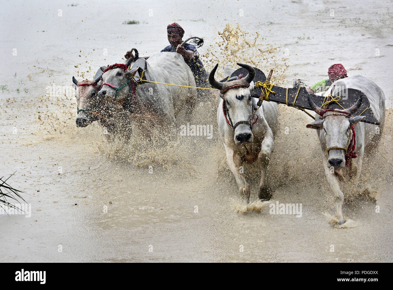 Moi Chara (toro corsa) - Questa gara di Bull è una festa campestre del Bengala Occidentale, dove una coppia di tori gara ogni altri. Questa corsa eseguita dal contadino locale. Foto Stock