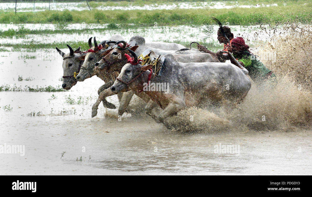 Moi Chara (toro corsa) - Questa gara di Bull è una festa campestre del Bengala Occidentale, dove una coppia di tori gara ogni altri. Questa corsa eseguita dal contadino locale. Foto Stock