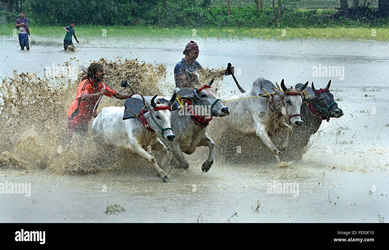 Moi Chara (toro corsa) - Questa gara di Bull è una festa campestre del Bengala Occidentale, dove una coppia di tori gara ogni altri. Questa corsa eseguita dal contadino locale. Foto Stock