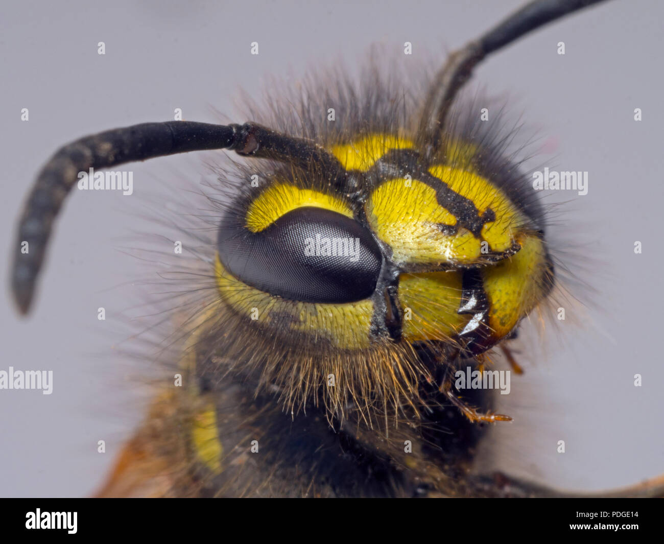 Wasp comune Vespula vulgaris testa di adulto Foto Stock