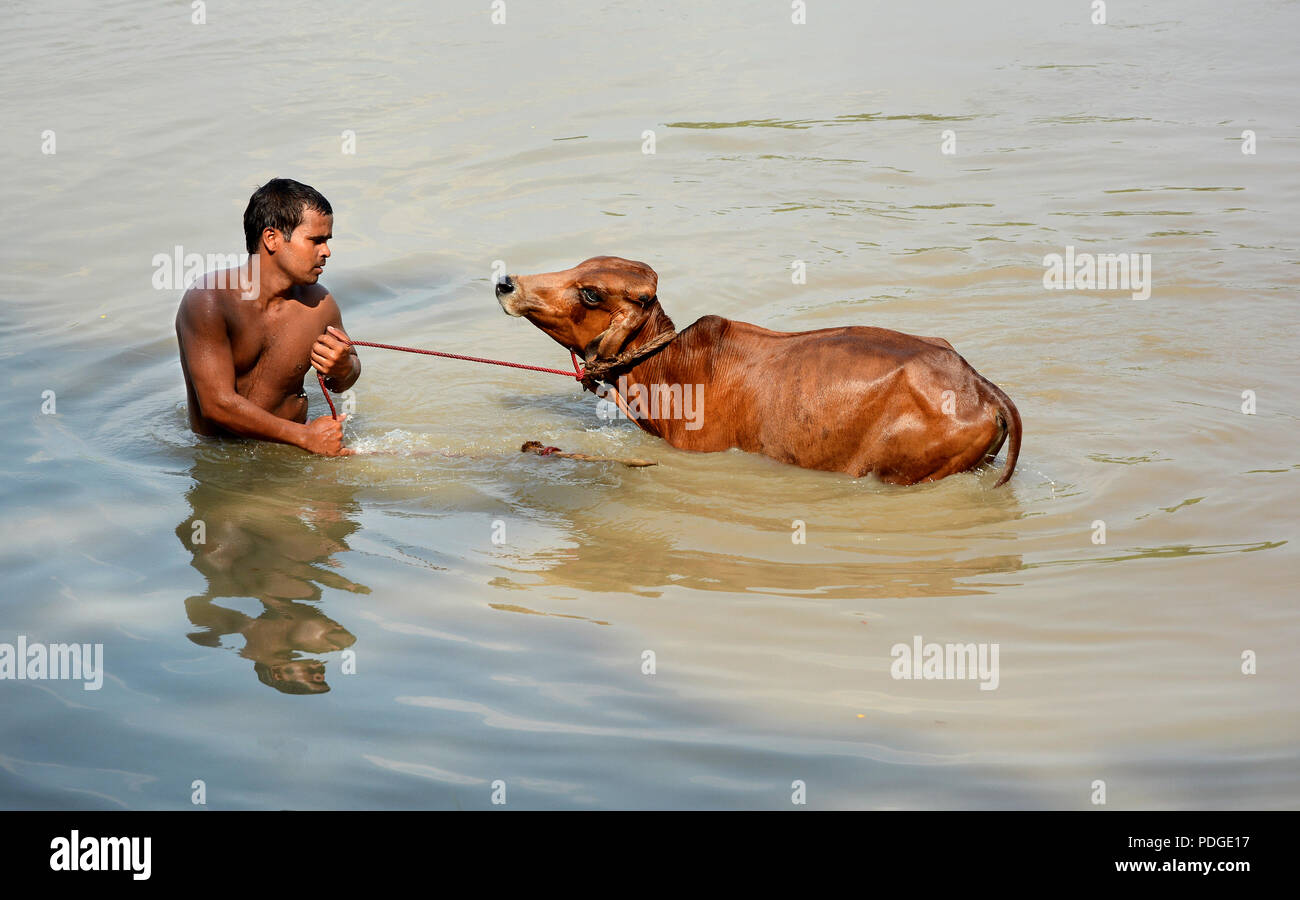 La balneazione degli animali in acqua di stagno Foto Stock