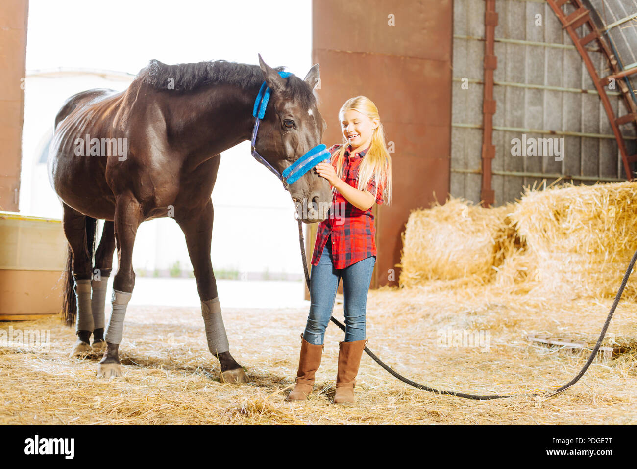 Schoolgirl ridere mentre si sta giocando con grande cavallo scuro Foto Stock