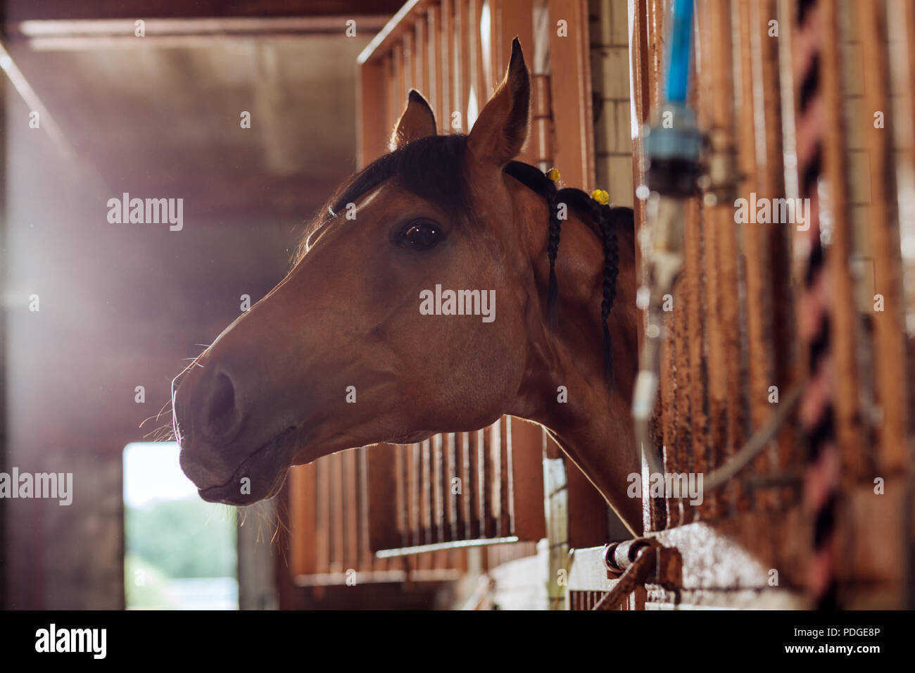 Bella marrone a cavallo da corsa in piedi in grande stabile Foto Stock