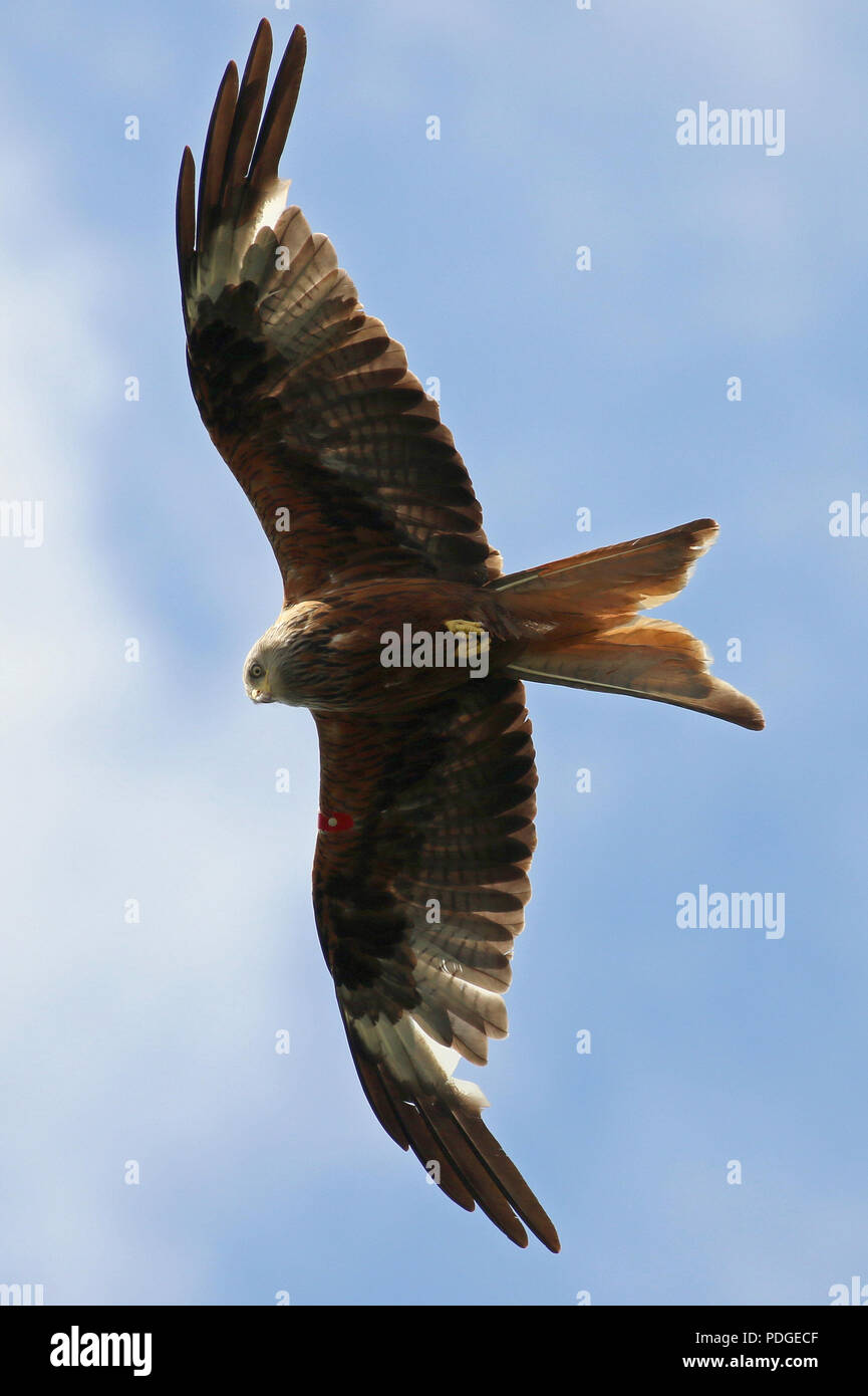 Red kites a Harewood Foto Stock