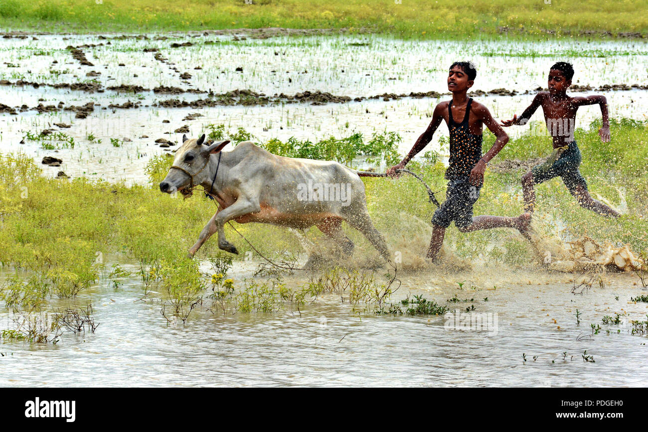 Moi Chara (toro corsa) - Questa gara di Bull è una festa campestre del Bengala Occidentale, dove una coppia di tori gara ogni altri. Questa corsa eseguita dal contadino locale Foto Stock
