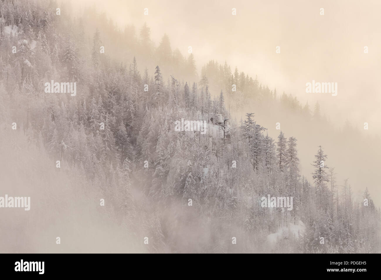 Una fitta nebbia copriva il pendio a monte durante un inverno tempesta di neve a cascata del Parco Nazionale, Washington, Stati Uniti. Foto Stock