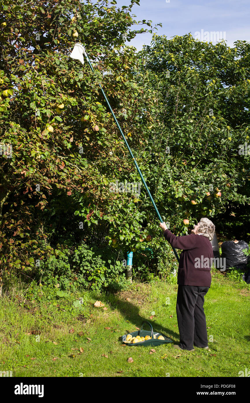 Titolare di pensione o di rendita raccolta mele cotogne frutti da un Cydonia oblonga Meeches prolifico albero nel tardo autunno in un giardino inglese Foto Stock