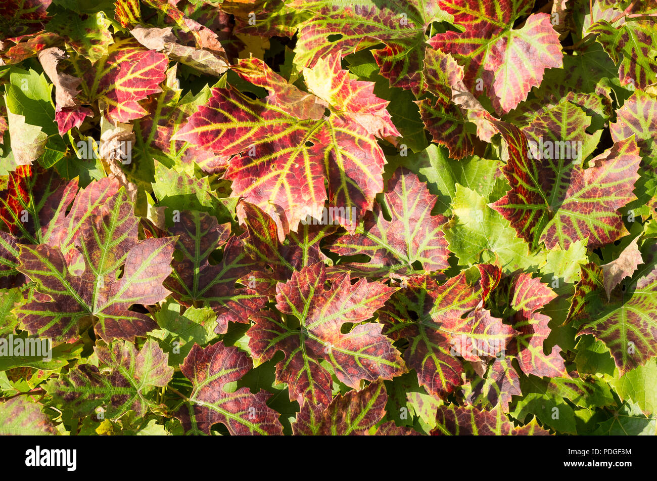 Vitigno lascia passando dal verde al marrone rossiccio con l'inizio dell'Autunno in un giardino inglese Foto Stock