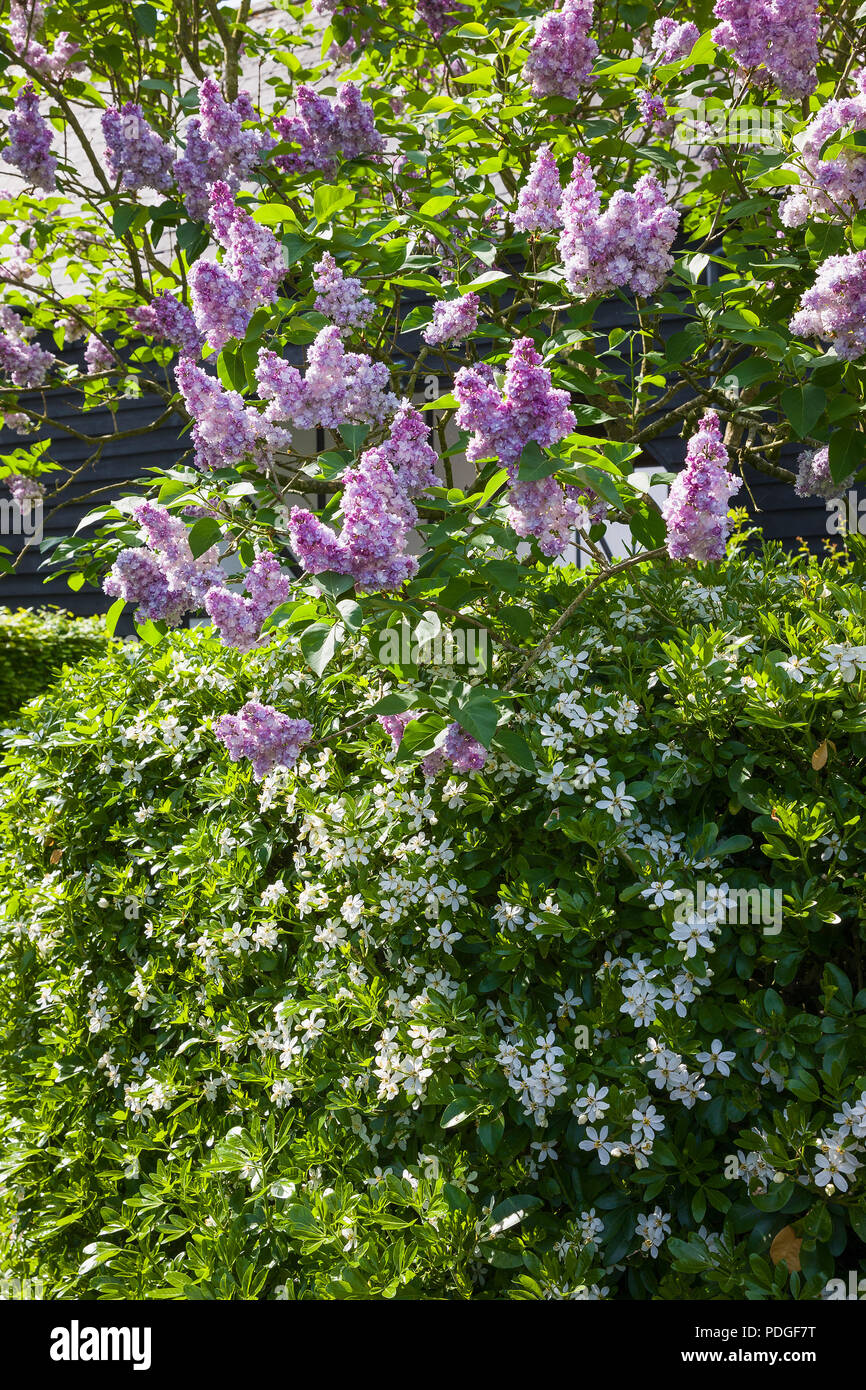 Una fioritura Choisya hedge è sormontata da un alto albero di Lilla (Syringa vulgaris Katherine Havemeyer) in un giardino inglese Foto Stock