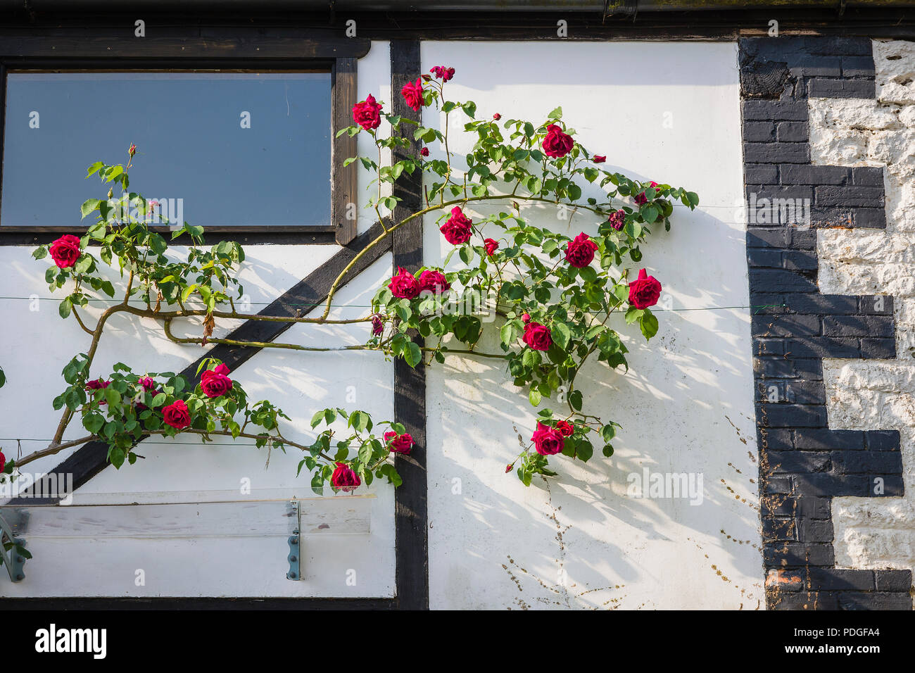 Rosa Etoile de Hollande salendo su un vecchio fienile muro nel Regno Unito e fioritura in Mayý Foto Stock