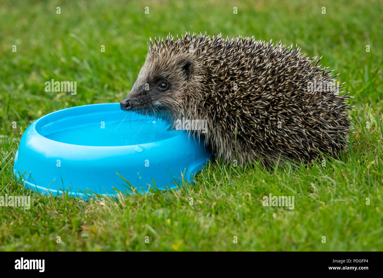 Hedgehog acqua potabile, selvaggia, riccio libero, prelevato dall'interno di una nascondiglio faunistico per aiutare a monitorare la salute e la popolazione di questo mammifero in declino Foto Stock