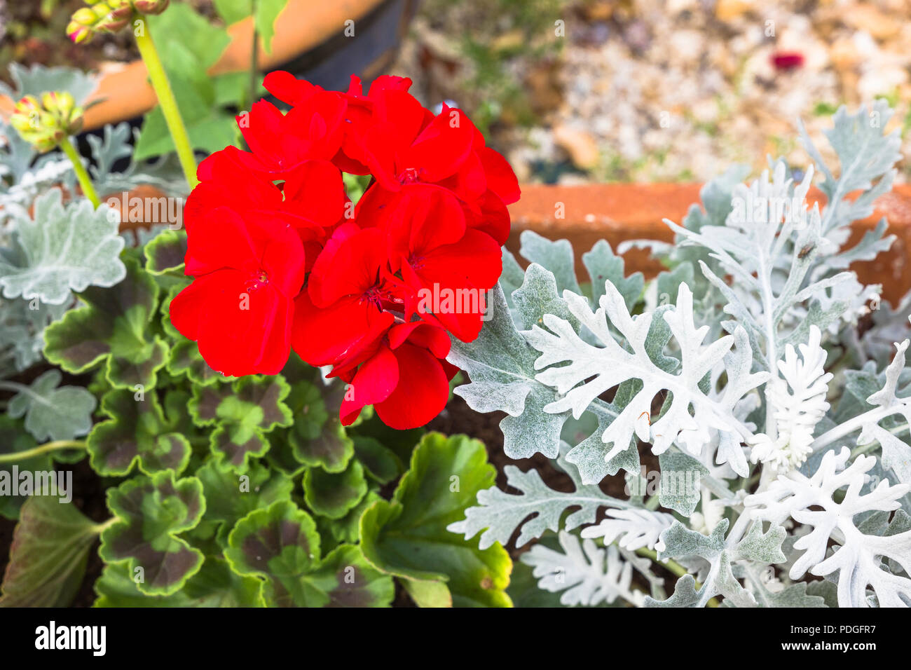 Pelargonium Grandeur Classic Fire costituisce parte di una lettiera display in un giardino Inglese a inizio estate Foto Stock