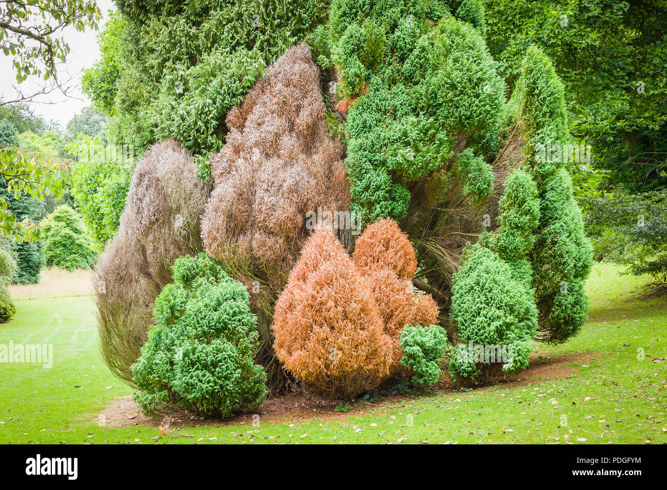 Una piccola colonia ordinata di conifere conica in un inglese un parco naturale che mostra segni di sofferenza o morte possibilmente a causa della siccità Foto Stock