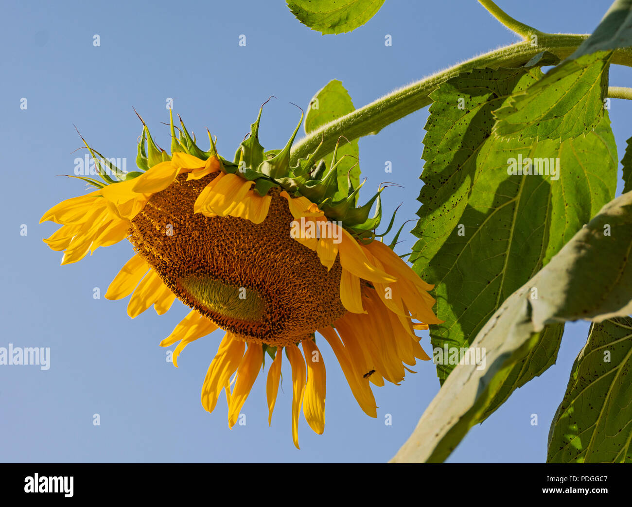 Un gigante di fading girasole depressione al peso dei semi contro un cielo blu chiaro Foto Stock