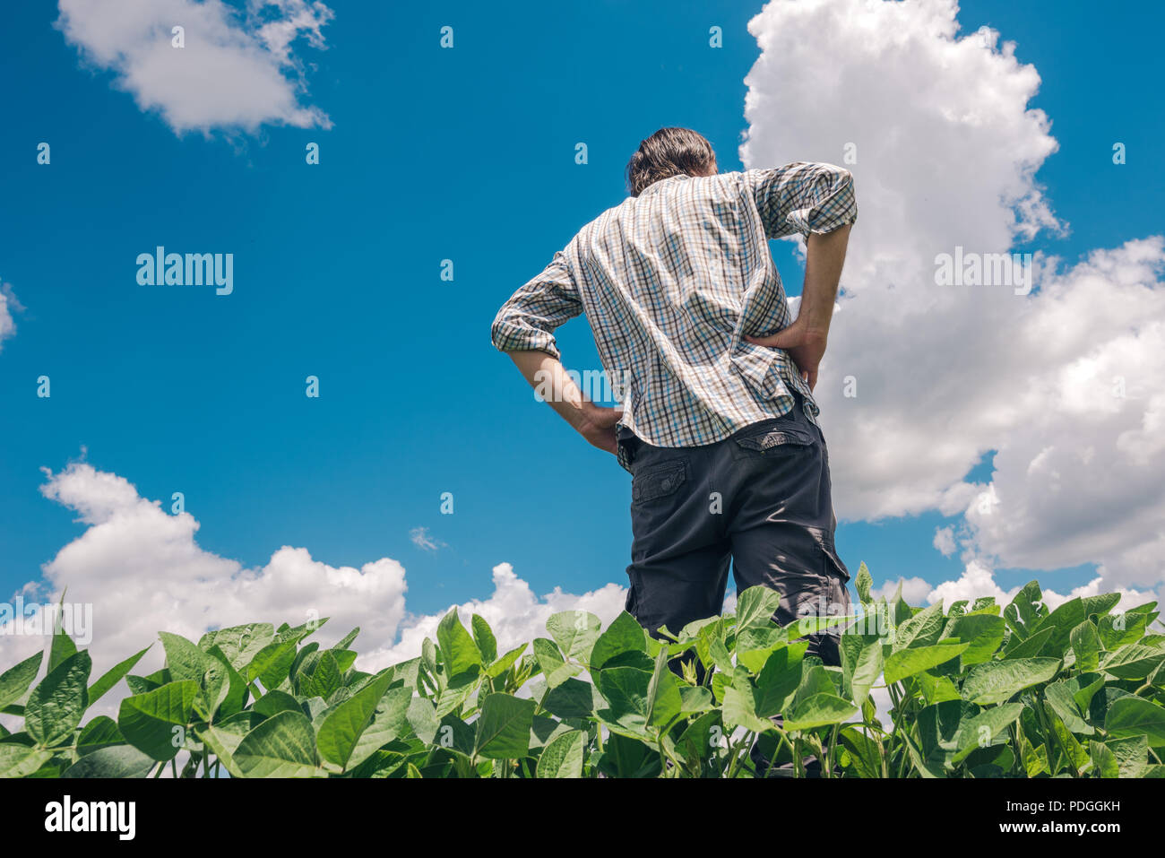 Lavoratore di fattoria in piedi nel campo di soia e guardando oltre la piantagione. Agronomo controllo semi di soia Semi di colture in campo. Foto Stock
