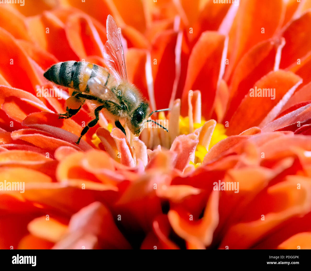 Primo piano della Honeybee alimentando in fiore Foto Stock