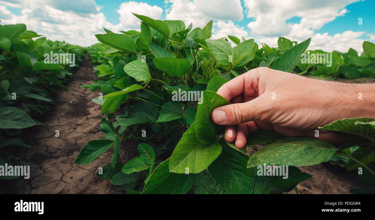 Gestione di pianta di soia salute, esperto agronomo esame di foglie di raccolto nei primi stadi di sviluppo Foto Stock