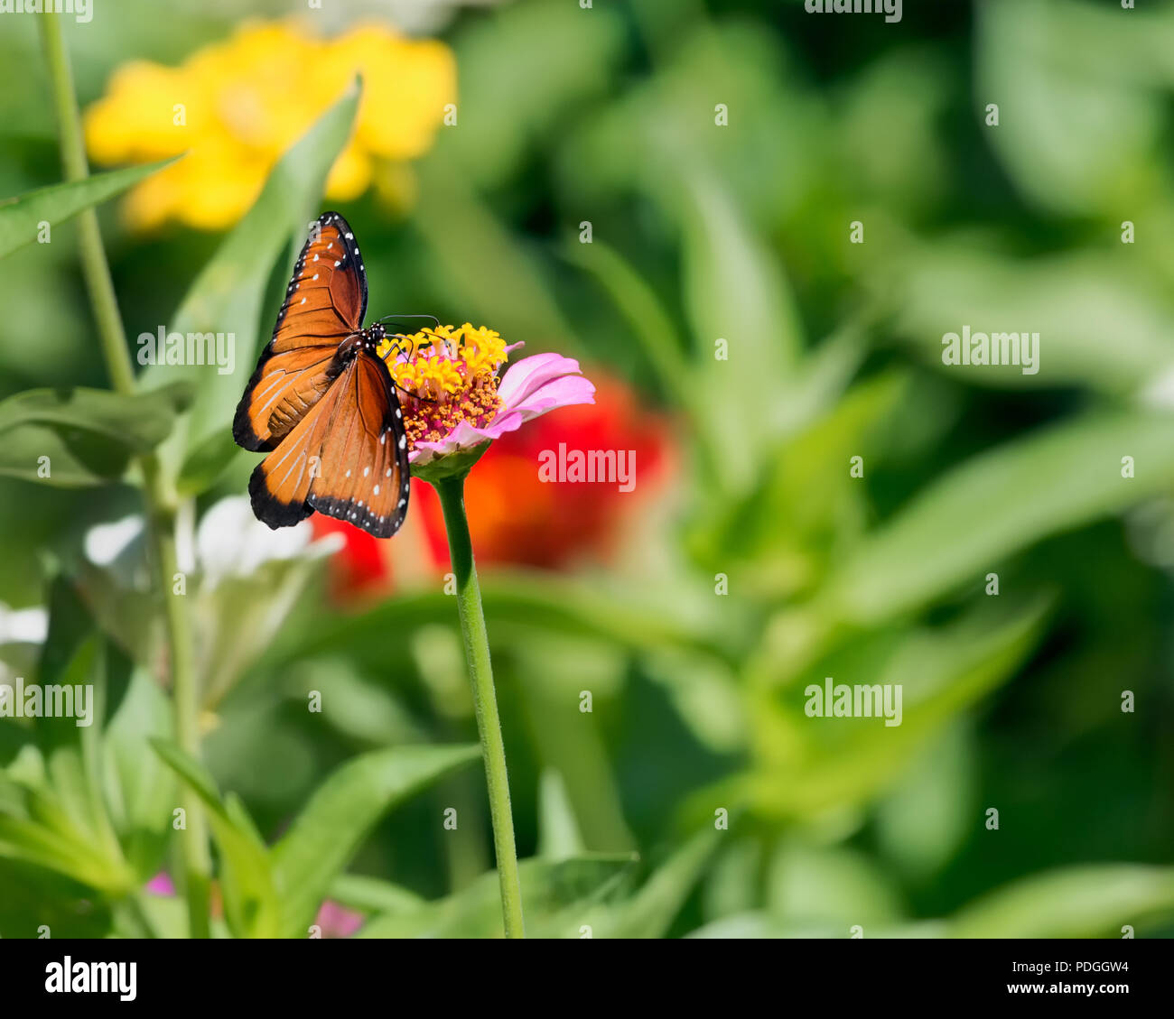Regina farfalla con ali stese Foto Stock