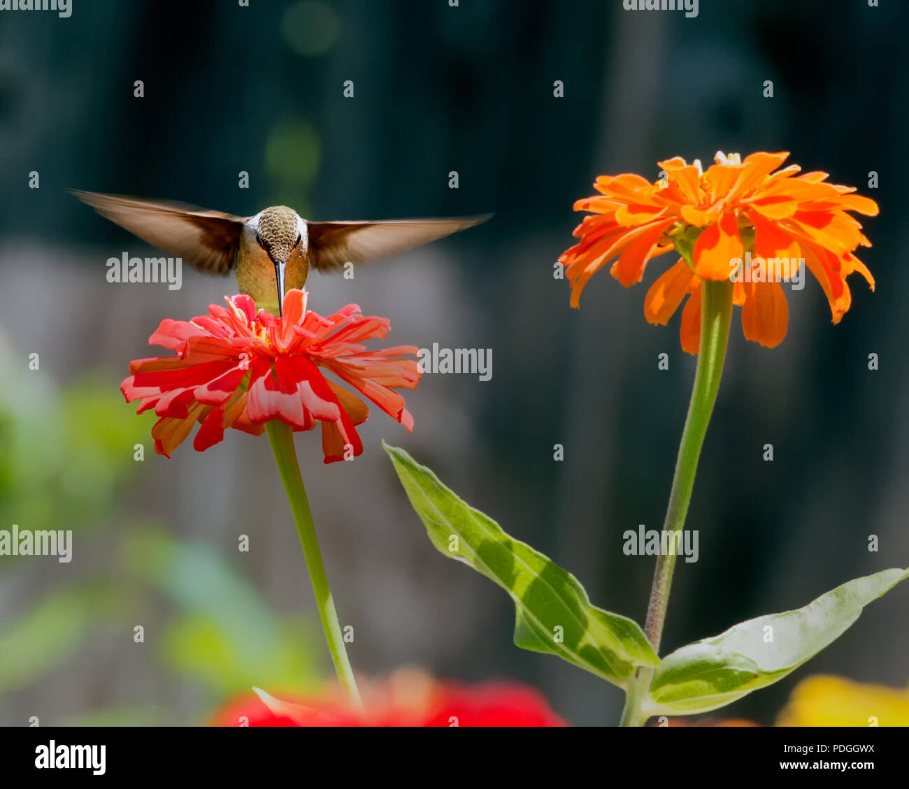 Testa su Hummingbird con due fiori Zinnia Foto Stock