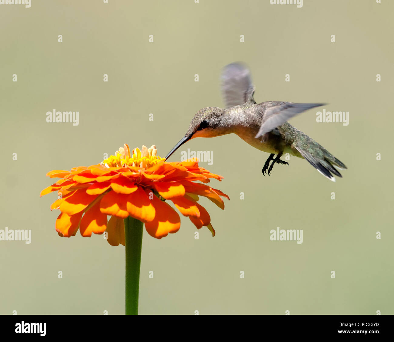 Hummingbird isolato Fedding su Orange Zinnia fiore Foto Stock