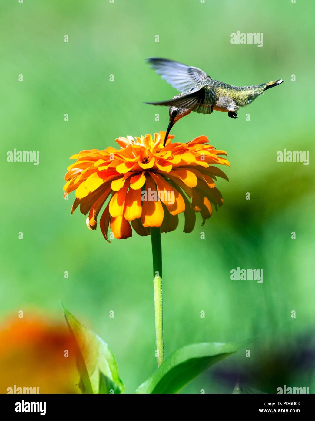 Hummingbird in bilico sopra Orange Zinnia fiore Foto Stock