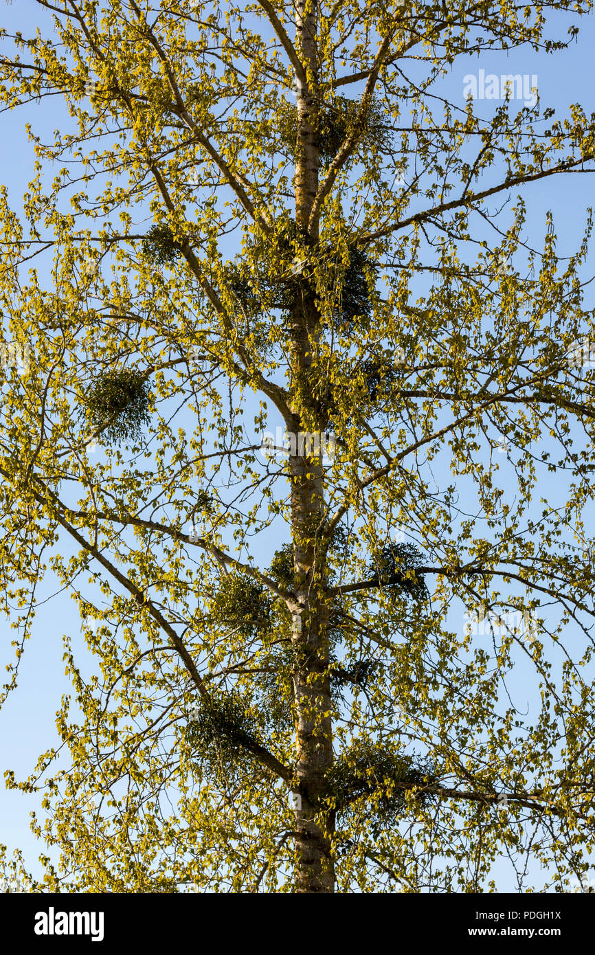 Vischio (Viscum album) un obbligherà stelo hemiparasite sugli alberi in primavera. Foto Stock