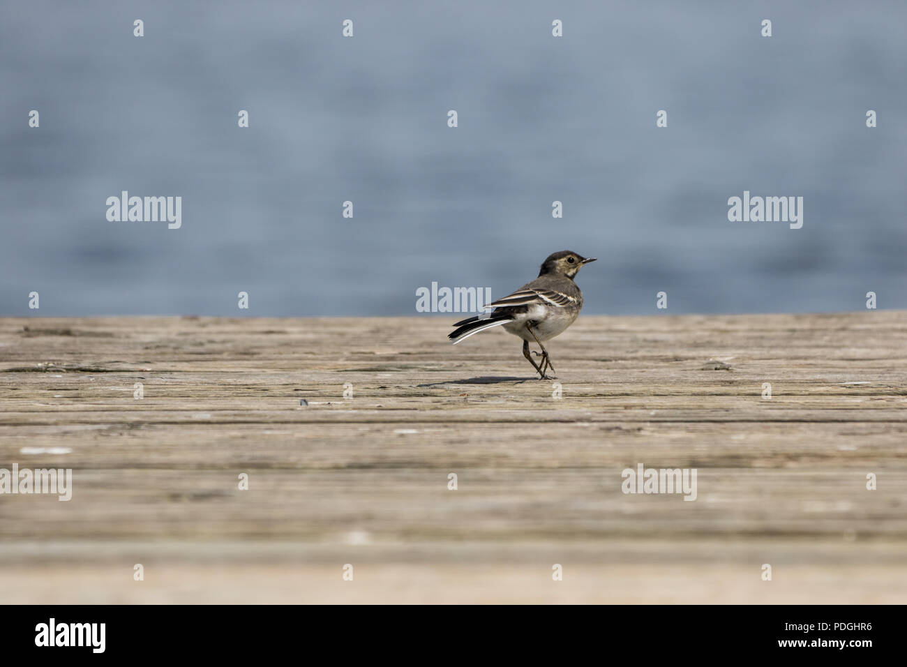 I capretti Pied Wagtail bird a piedi su un pontile in legno Foto Stock