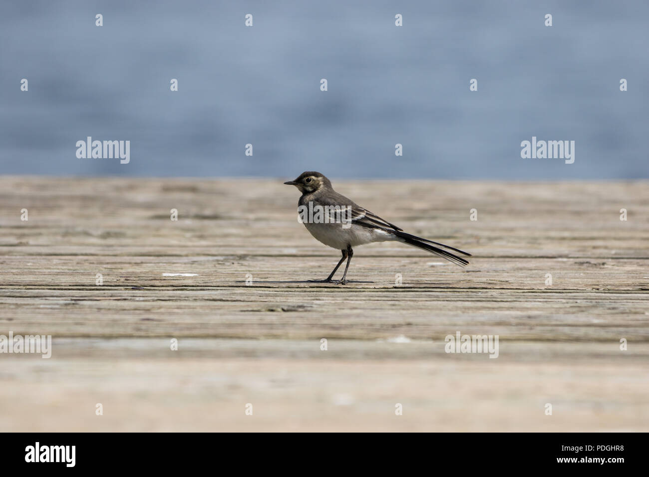 I capretti Pied Wagtail bird su un pontile in legno Foto Stock