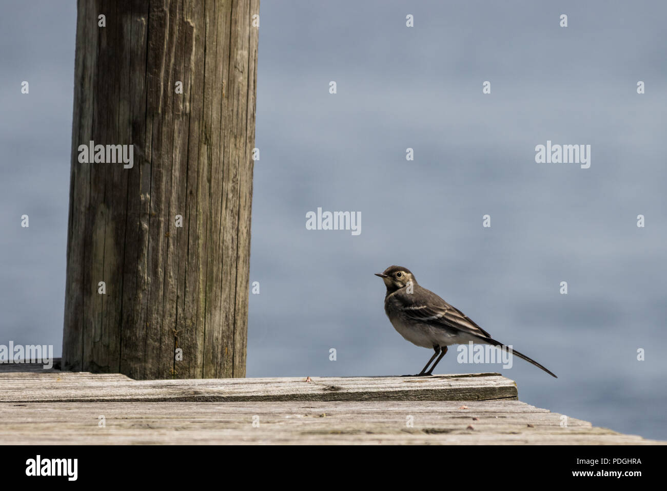 I capretti Pied Wagtail bird su un molo di legno accanto a un post Foto Stock