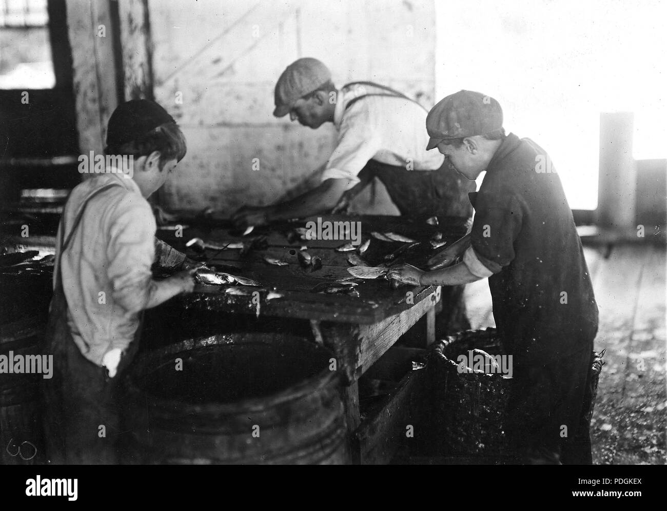 Mostrare il loro modo di tagliare il pesce in sardina conservifici. Eastport, Me, Agosto 1911 Foto Stock